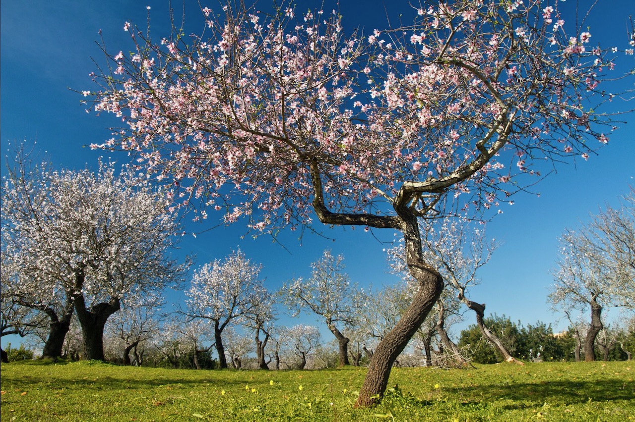 a large almond tree blossoming