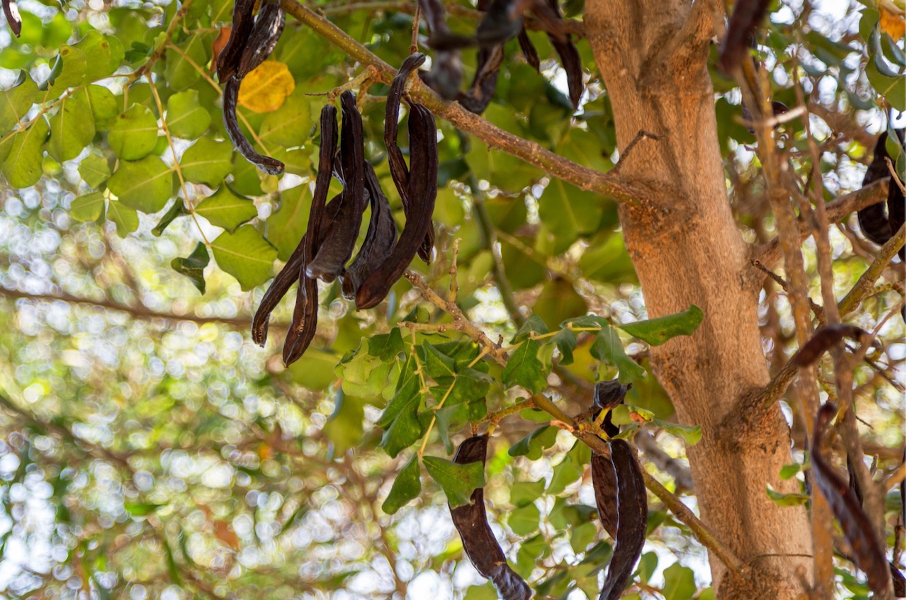 a close up to a carob tree 