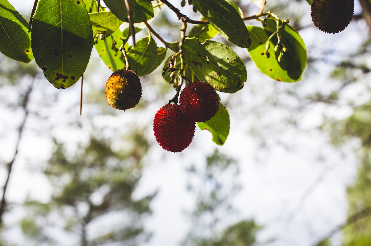 a close up of a fruit hanging from a tree