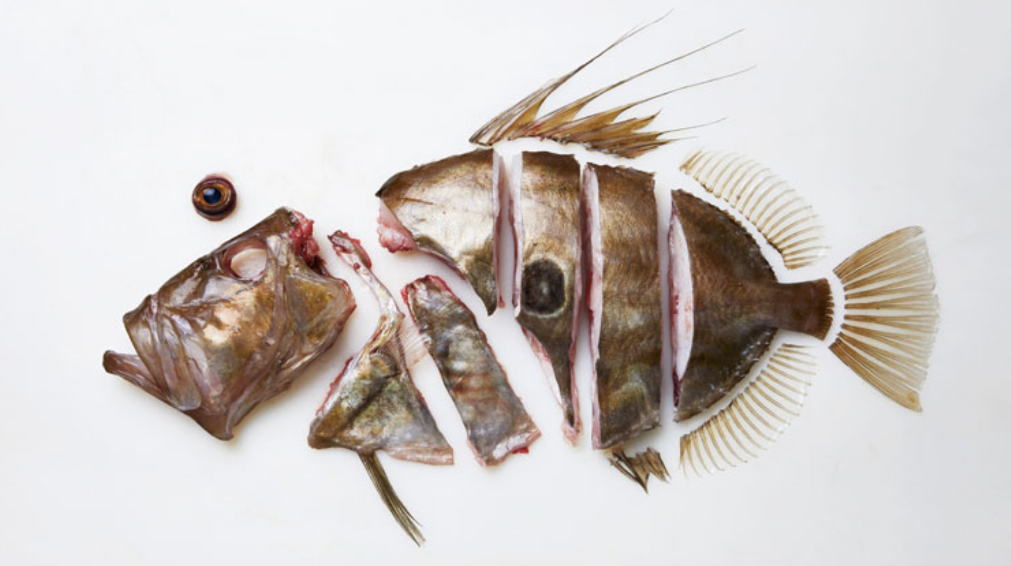 a close up of a fish on a plate