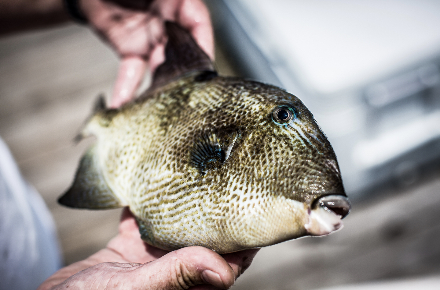 a close up of a man holding a fish