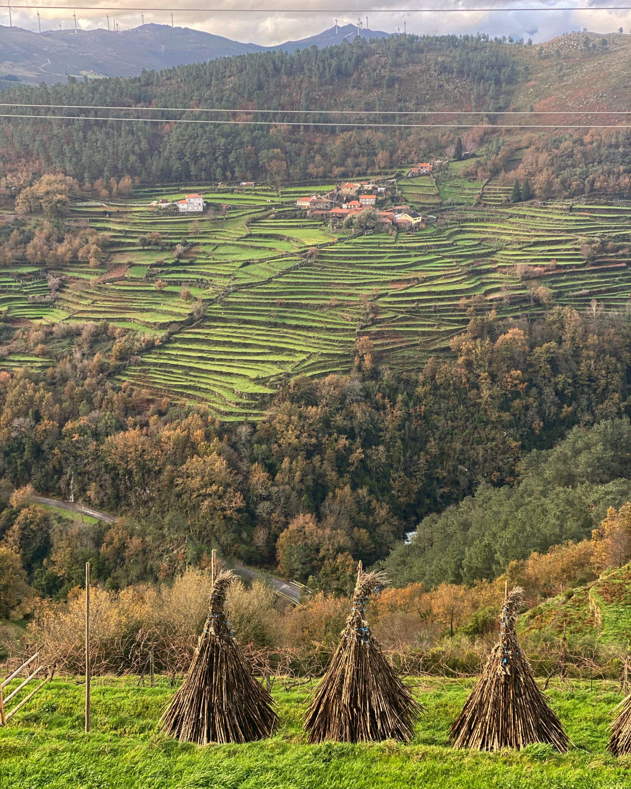 natural protection for corn in the north of Portugal